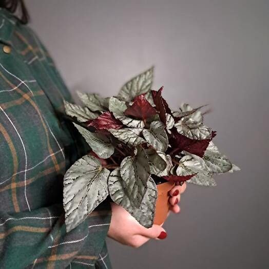 Королевская бегония (Рекс)