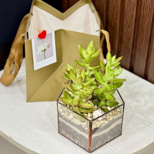 Флорариум на день рождения для мамы