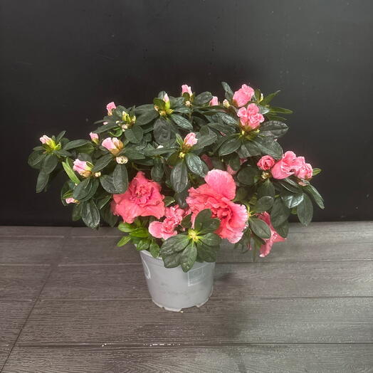 Азалия розовая