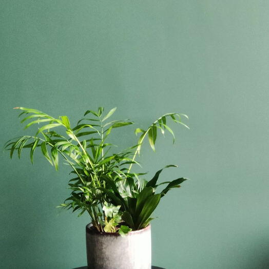 Плант микс 3 растения в кашпо