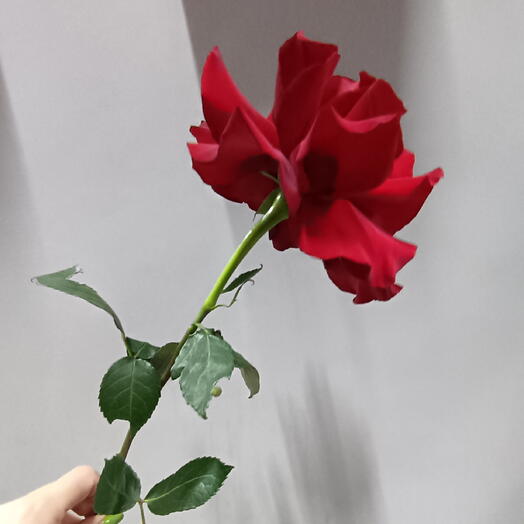 Французская роза бархатная🌹