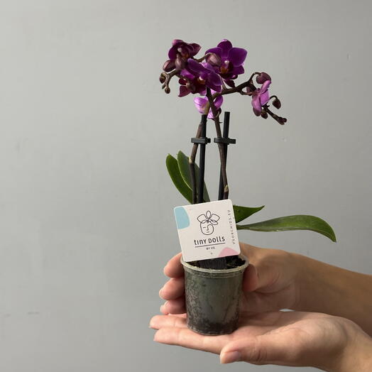 Мини орхидея