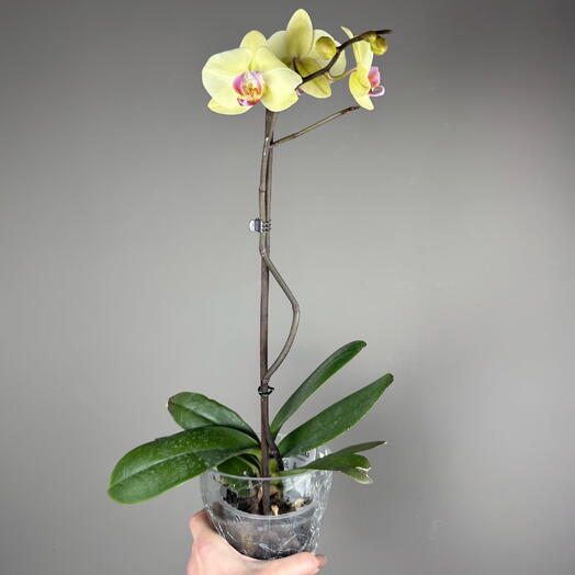 Орхидея💕 Фаленопсис (1 стрела) в специальном кашпо