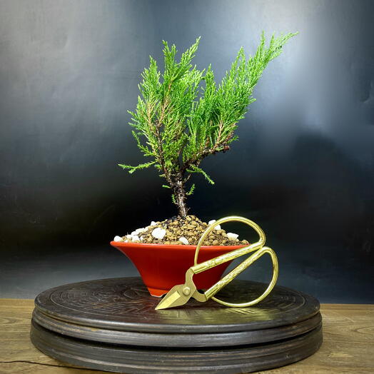 Бонсай Можжевельник, 30 см, 7 лет
