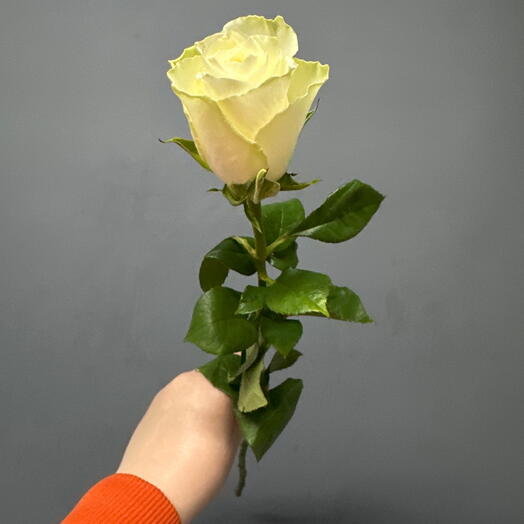 Роза Мондиаль Кения