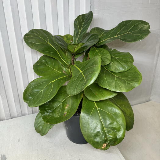 Фикус лирата 2 ствола 1