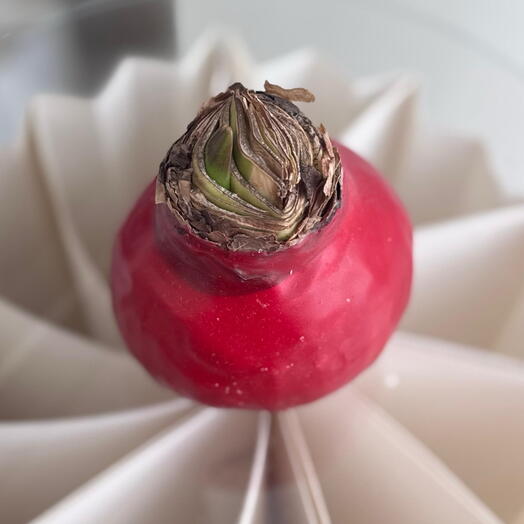 Амариллис Classic Red