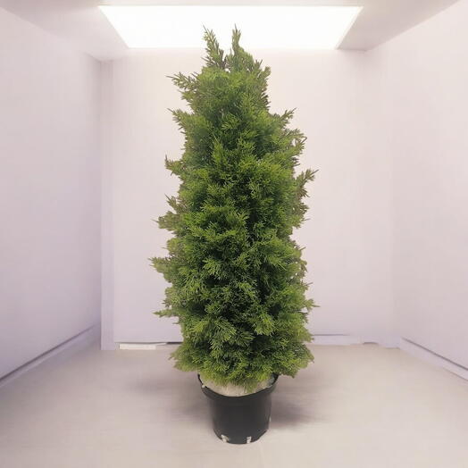 Туя искусственная