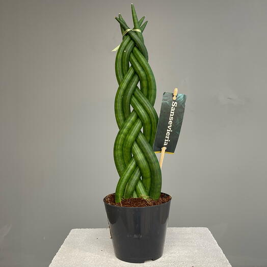GREEN BRAID стильная сансевиерия коса в горшке (40см)