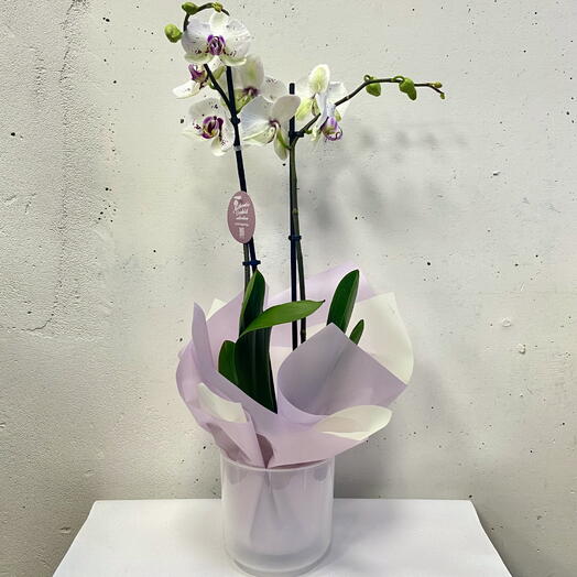 Орхидея Фаленопсис Пикассо