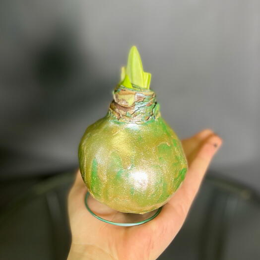 Луковица амариллиса в зеленом воске облитая золотом, крупная