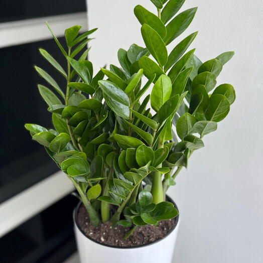 Замиокулькас (пересаженный в горшок) высота 80 см