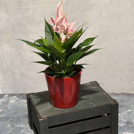 Антуриум в керамическом кашпо