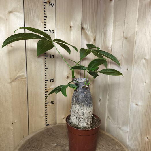 Пахира Акватика ствол D-12