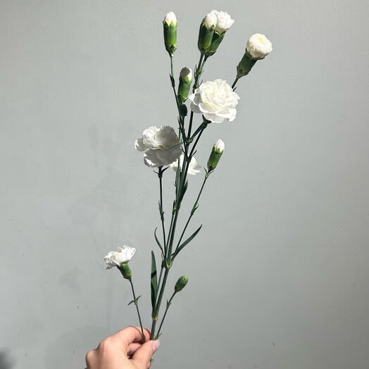 Гвоздика кустовая белая