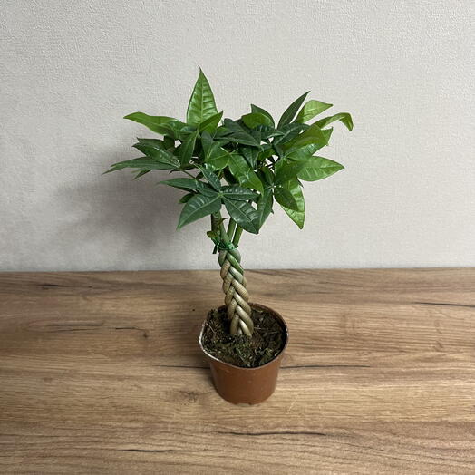 Пахира косичка