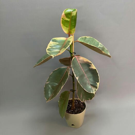 Фикус эластика «Белиз» (Ficus elastica Belize)