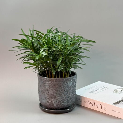 Подокарпус куст «Сосна Будды» (символ долголетия) в сером горшке