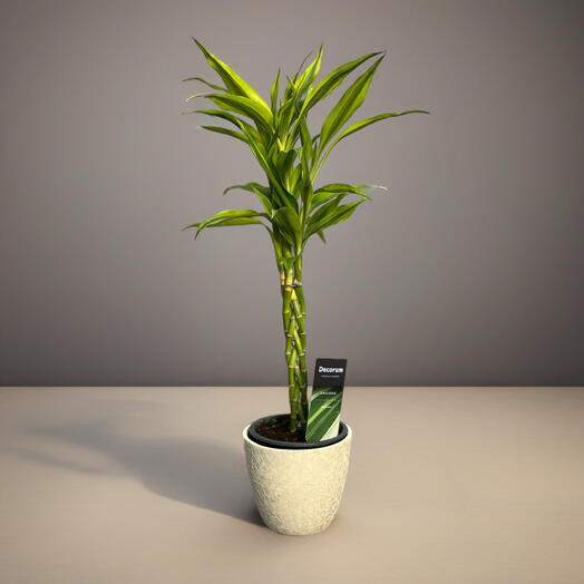 ДРАЦЕНА (DRACAENA)