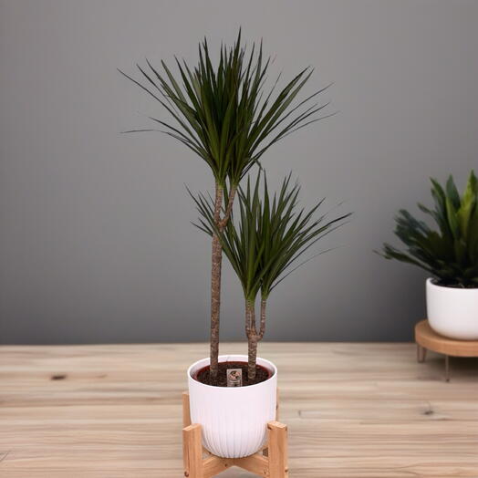 Растение ДРАЦЕНА (DRACAENA) MA TOEF X 2