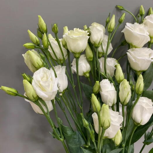 Eustoma