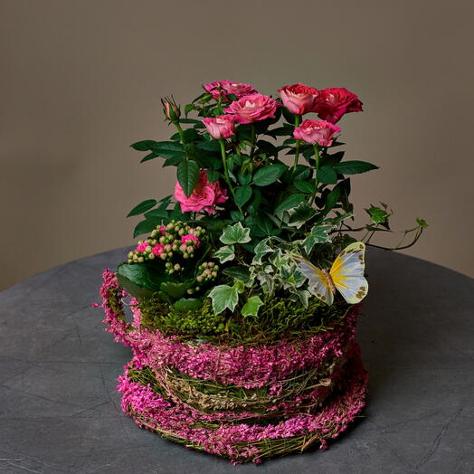 Композиция "Весенняя нежность" (Роза, Каланхоэ, Хедера)