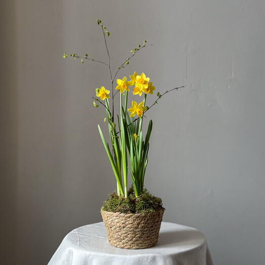 Цветущий нарцисс с живым мхом в плетеном кашпо