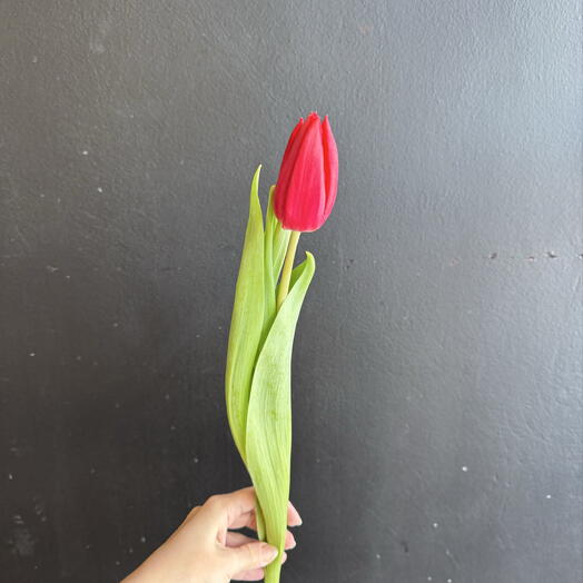 Красный тюльпан