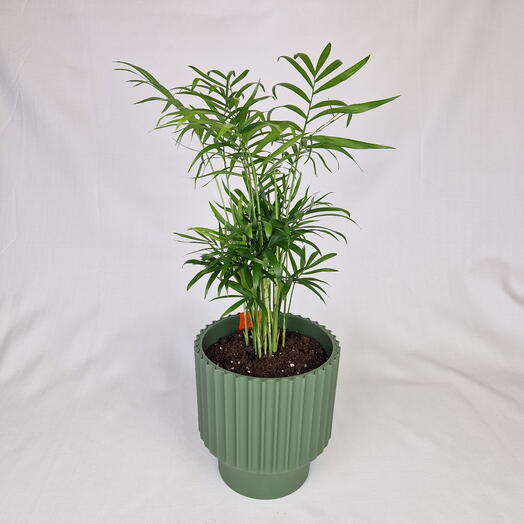 Хамедорея комнатная пальма