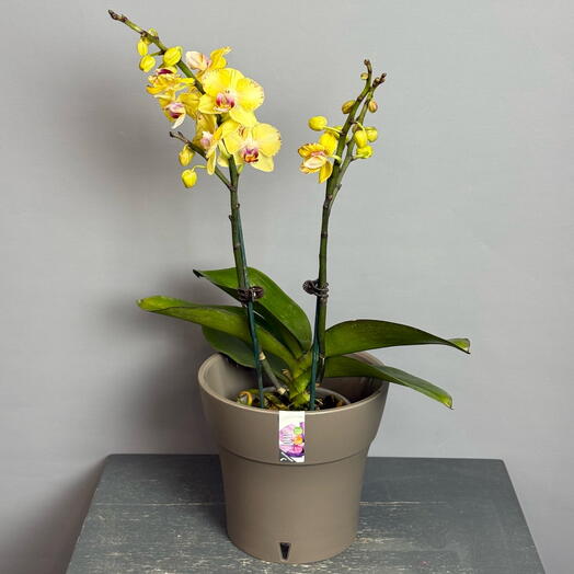 Орхидея Мульти😍 Сортовая орхидея в стильном горшке 😍