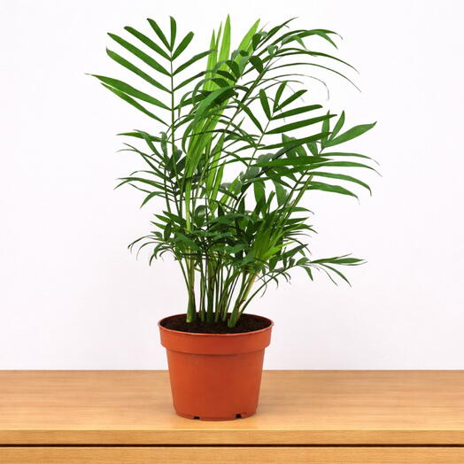 Chamaedorea elegans