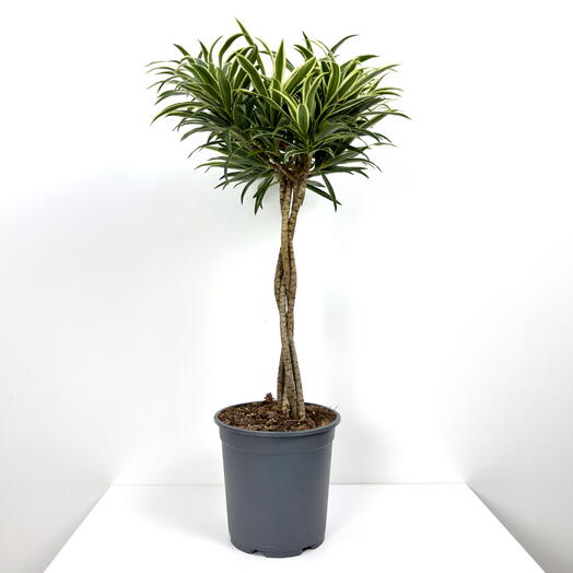 Драцена Рефлекса Валентина переплетенная в горшке D21 высота 80 см