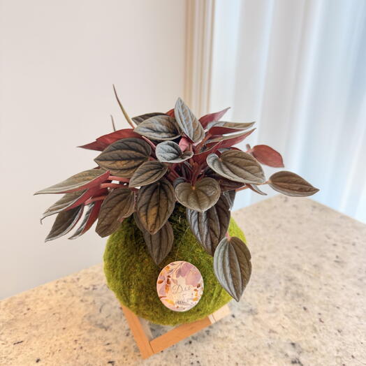 Кокедама Пеперомия на подставке из дерева