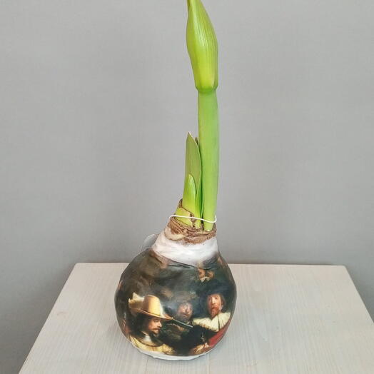 Амариллис в воске