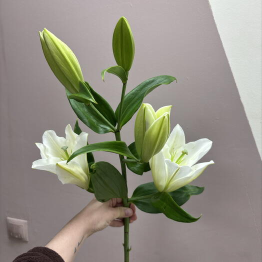 Лилия