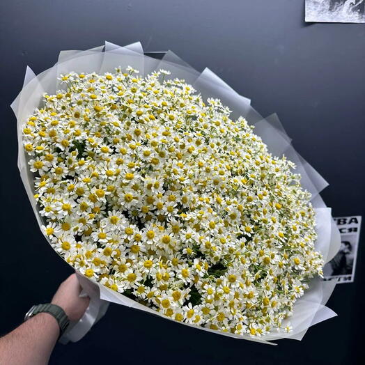 Букет из 51 Ромашки / цветы ромашки кустовые / доставка цветов Москва