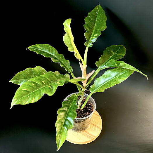 Филодендрон Ринг оф Фаер