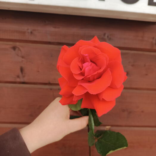 Французская роза нина️