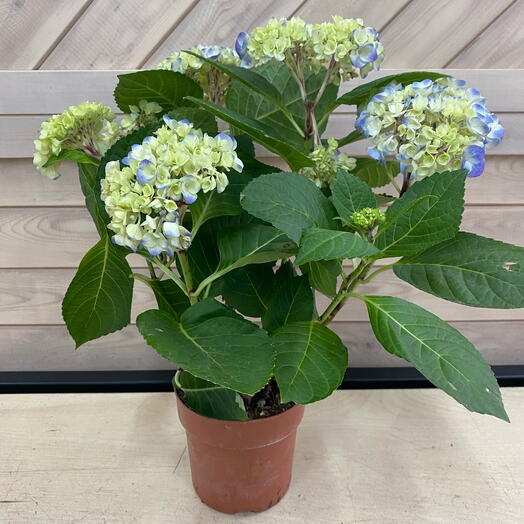 Hortensia