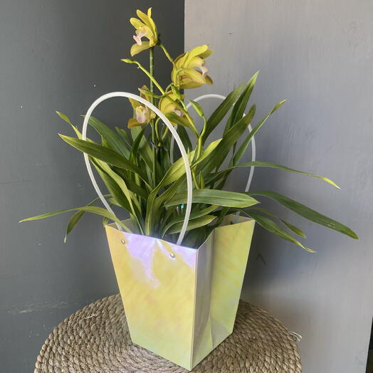 Цимбидиум орхидея