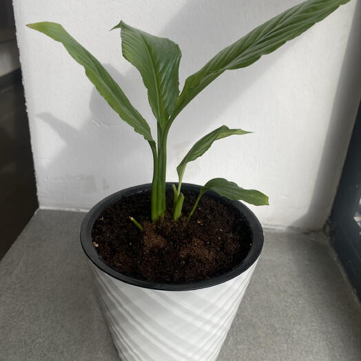 Спатифиллум ( женское счастье)