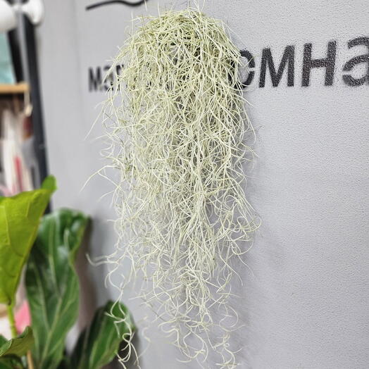 Тилландсия уснеевидная