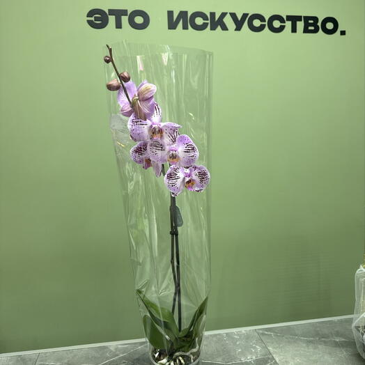 Цветок орхидея