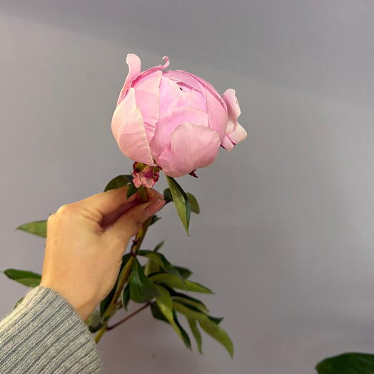 Пион Sara Bernard премиум 💗