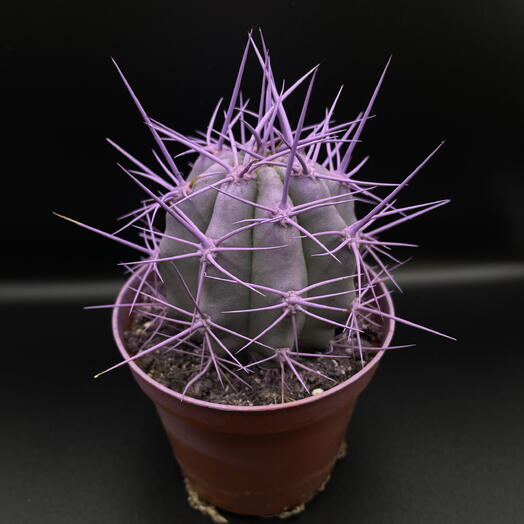 🌵 кактус