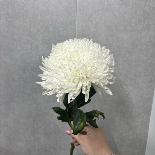 Хризантема магнум