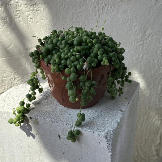 Сенецио
