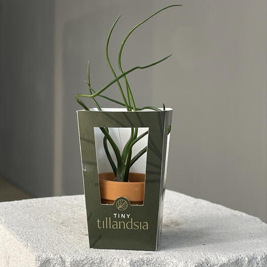 TILLANDSIA TINY 2 мини атмосферная в керамическом кашпо и подарочной упаковке