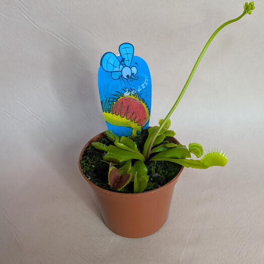Венерина мухоловка в горшке (Дионея) / Dionaea Muscipula Мухоловка хищник (5)