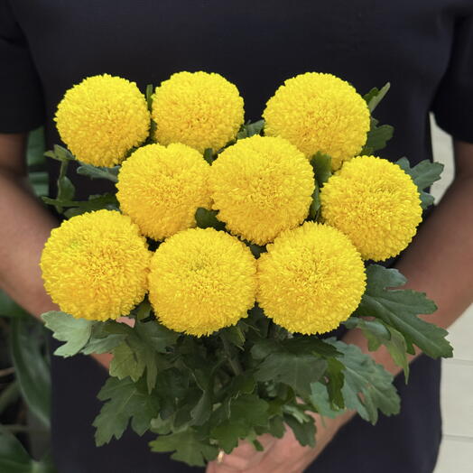 Пачка хризантема желтая одноголовая помпон ( 9 шт)